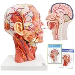 Evotech Human Half Head Neurovascular Model Life Size Skull Brain Anatomy Tea... New. Price: $104.27.