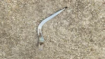 Factory Hurst Shifter Handle Stick 1973 Oldsmobile Cutlass 442 F85 Muncie 4SPEED Used. Price: $337.50.